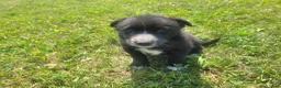 Mixed Breed dogs for sale: Black  - Ad 5