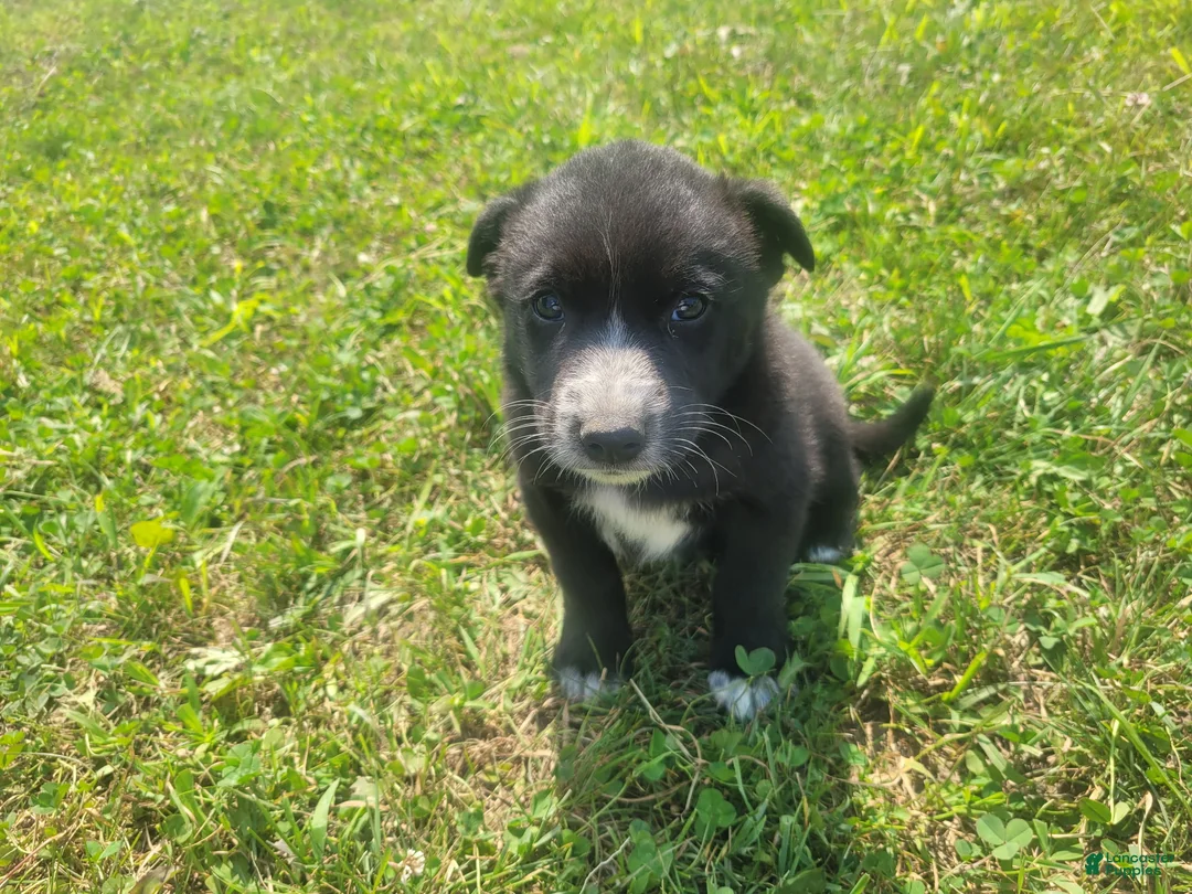 Mixed Breed dogs for sale: Black  - Ad 5