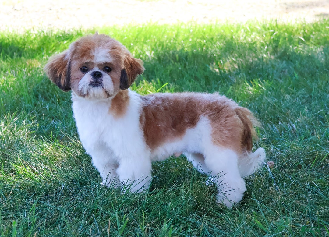 Shihpoo dogs for sale: James  - Ad 6