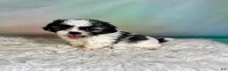 Teddy Bear dogs for sale: Jasper - Ad 6