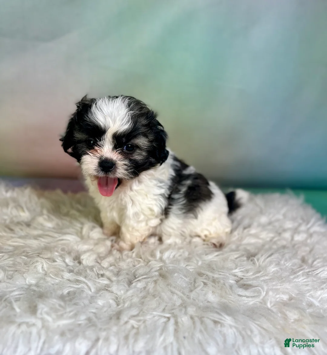 Teddy Bear dogs for sale: Jasper - Ad 6