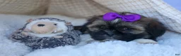 Shih Tzu dogs for sale: SADIE - Ad 7