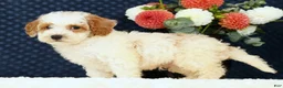 Bichpoo dogs for sale: Eric - Ad 4