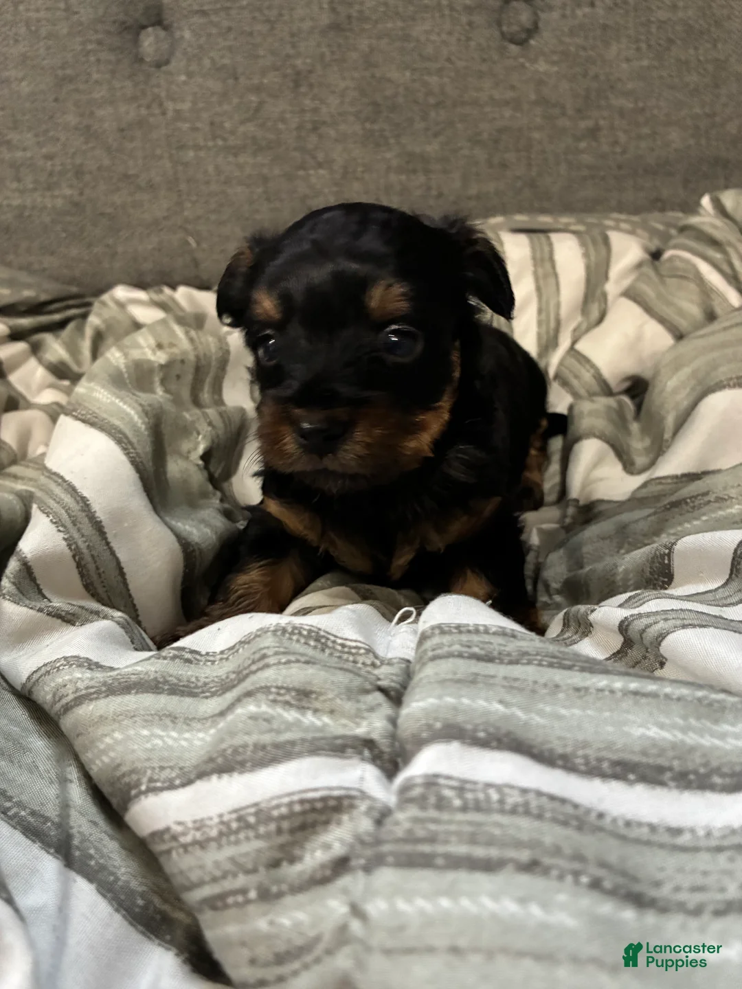 Yorkshire Terrier dogs for sale: Yorkshire Terrier Puppy 3 - Ad 2