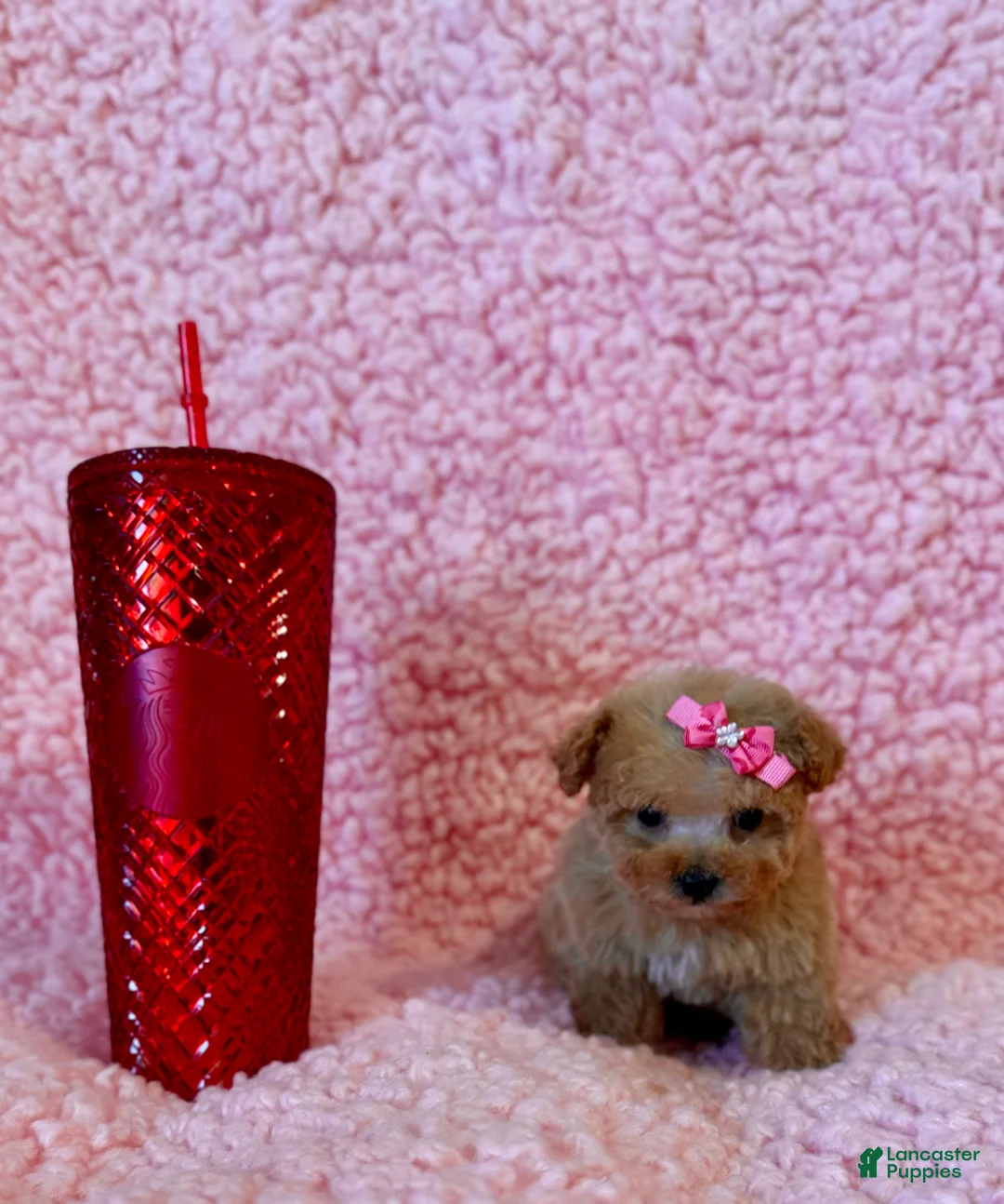 Toy Poodle dogs for sale: Munchkin tiny teacup - Ad 1