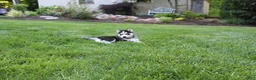 Siberian Husky dogs for sale: Reno - Ad 7