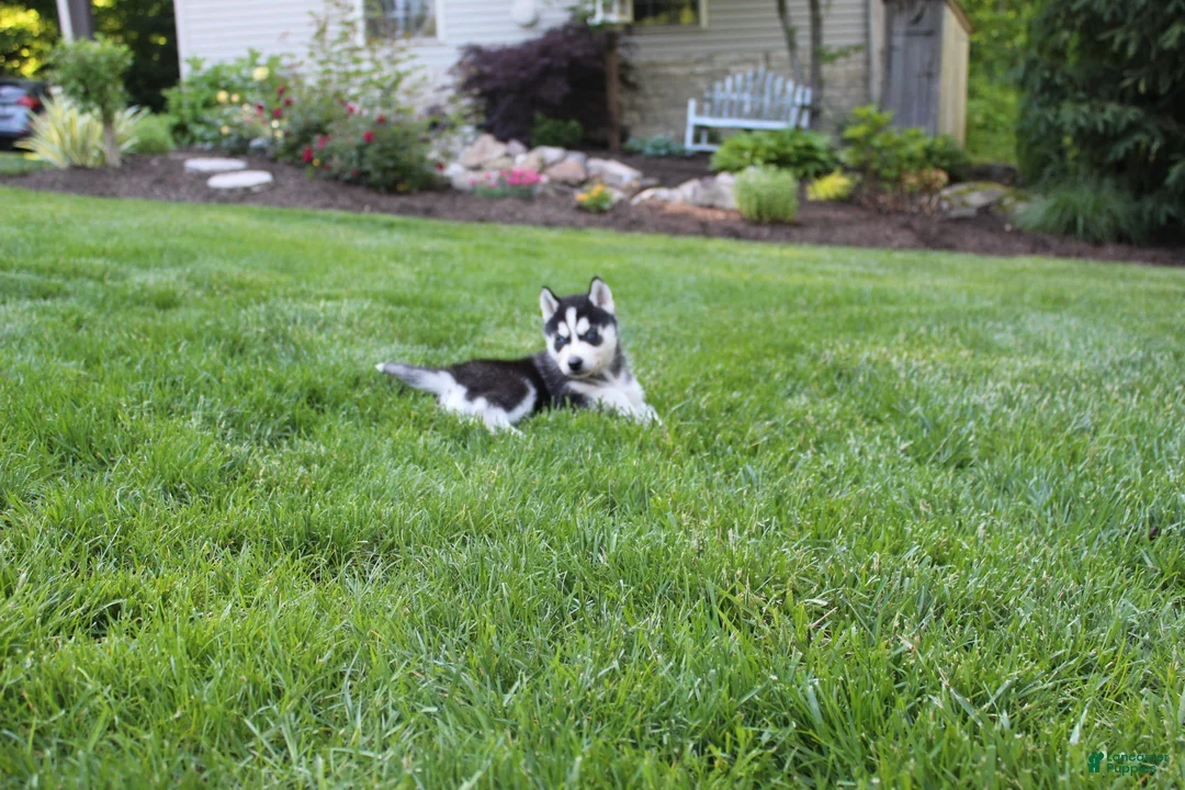 Siberian Husky dogs for sale: Reno - Ad 7