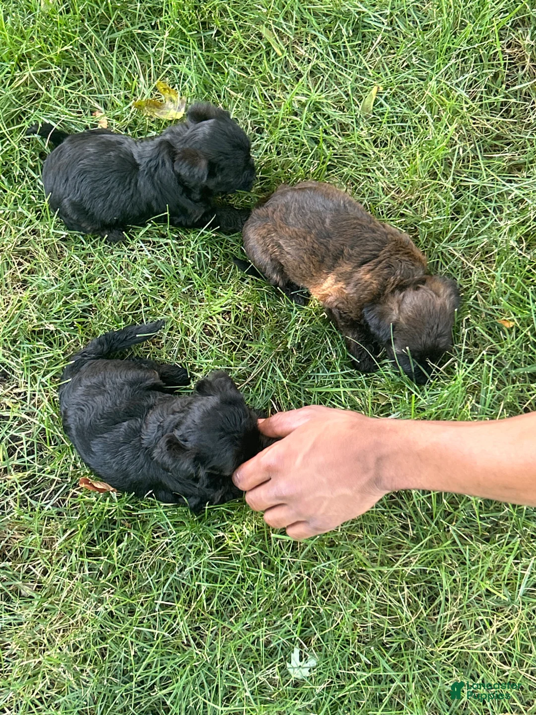 Yorkiepoo dogs for sale: Yorkiepoo Puppy 2 - Ad 2