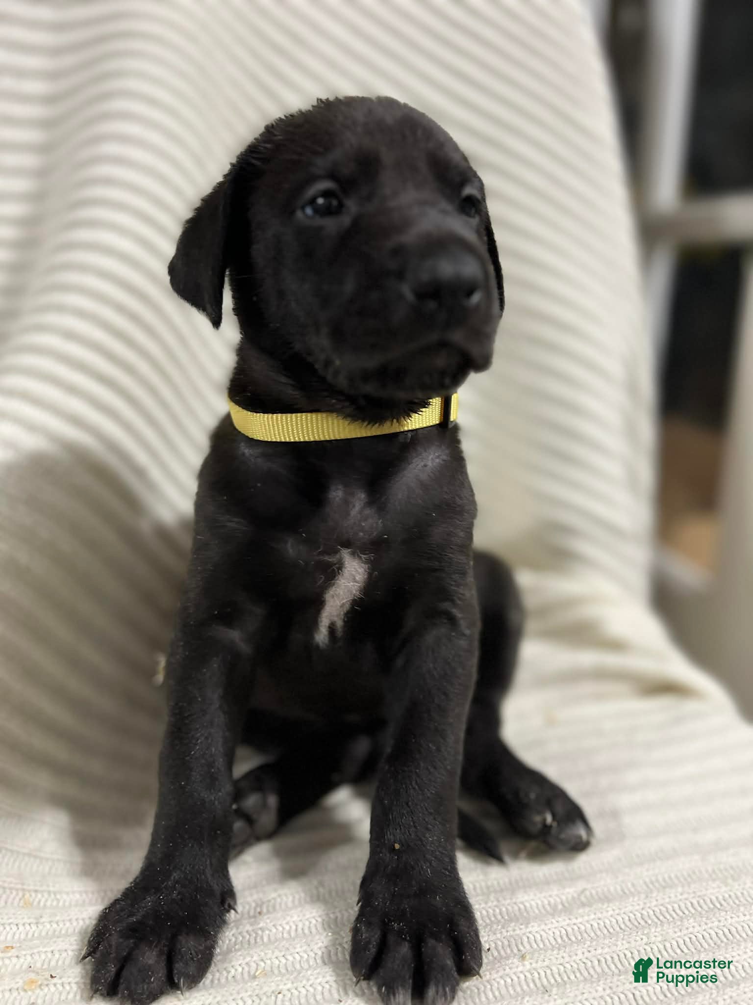 Mixed Breed dogs Bell - Ad 2