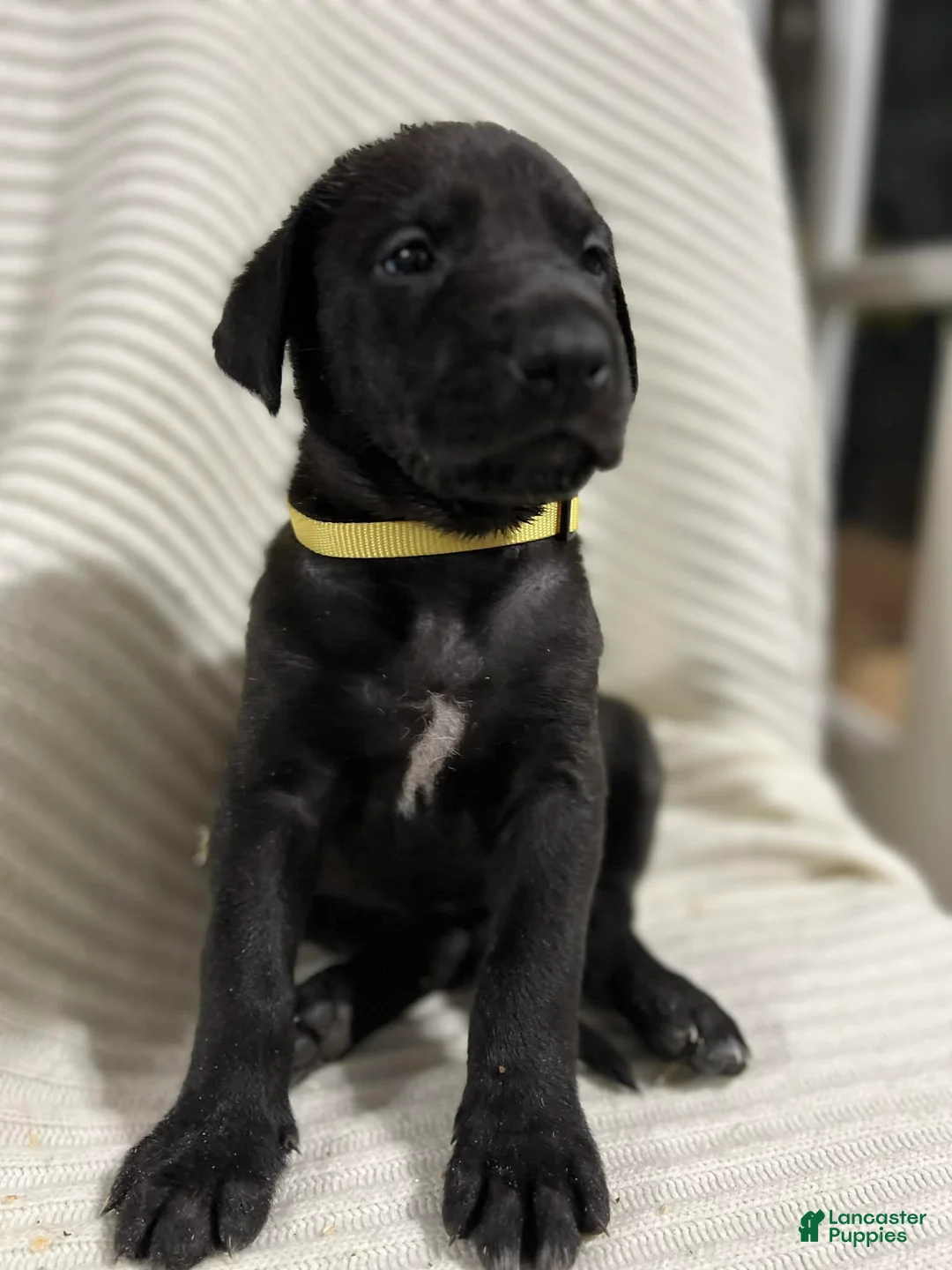 Mixed Breed dogs for sale: Bell - Ad 2