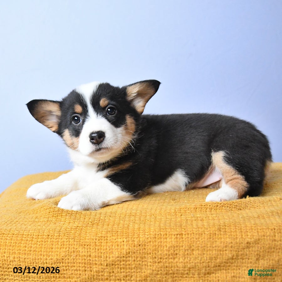 Welsh Corgi Pembroke dogs Bae - Ad 2