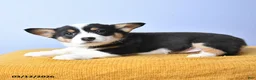 Welsh Corgi Pembroke dogs for sale: Bae - Ad 2