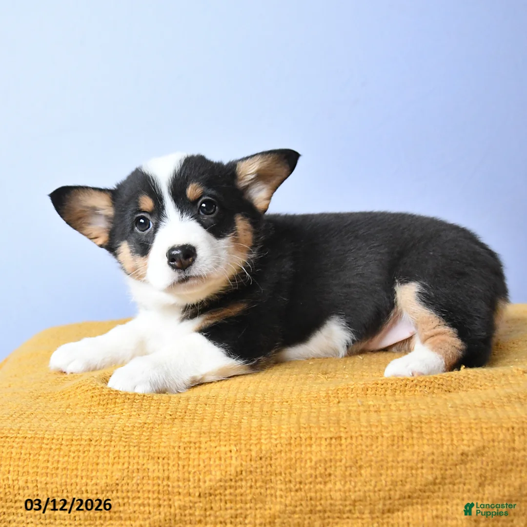 Welsh Corgi Pembroke dogs for sale: Bae - Ad 2