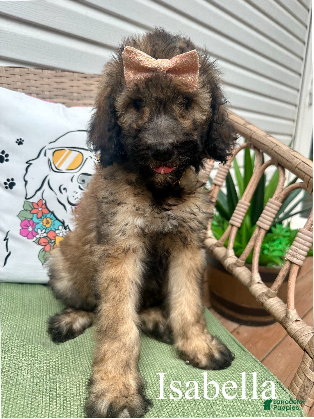 Standard Poodle dogs Isabella - Ad 1
