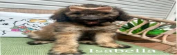 Standard Poodle dogs for sale: Isabella - Ad 1