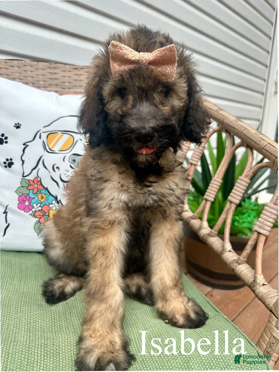 Standard Poodle dogs for sale: Isabella - Ad 1