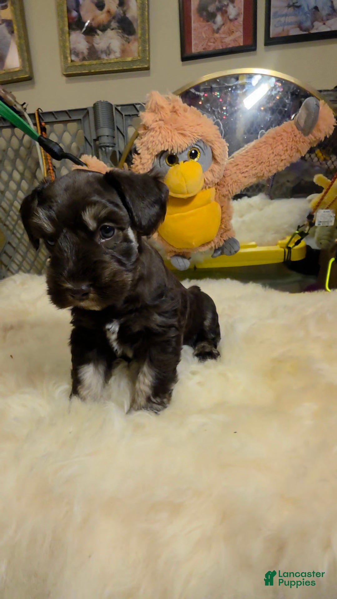 Miniature Schnauzer dogs Suki bluish eyes - Ad 2