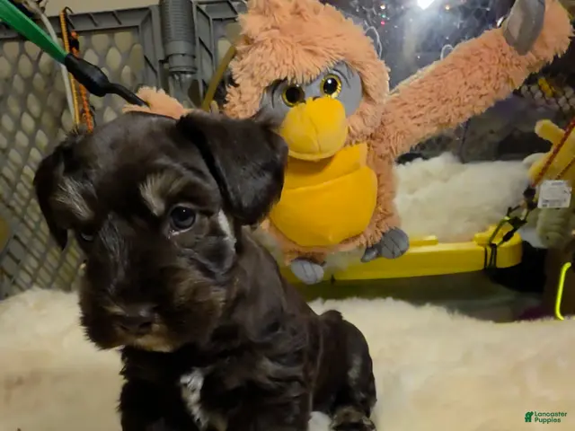 Miniature Schnauzer dogs Suki bluish eyes - Ad 2