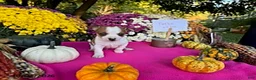 Chihuahua dogs for sale: Turbo - Ad 4