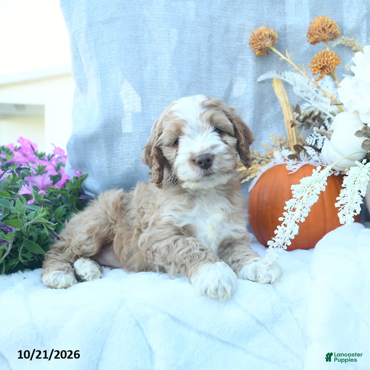 Cockapoo dogs Autumn  - Ad 2