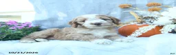 Cockapoo dogs for sale: Autumn  - Ad 2