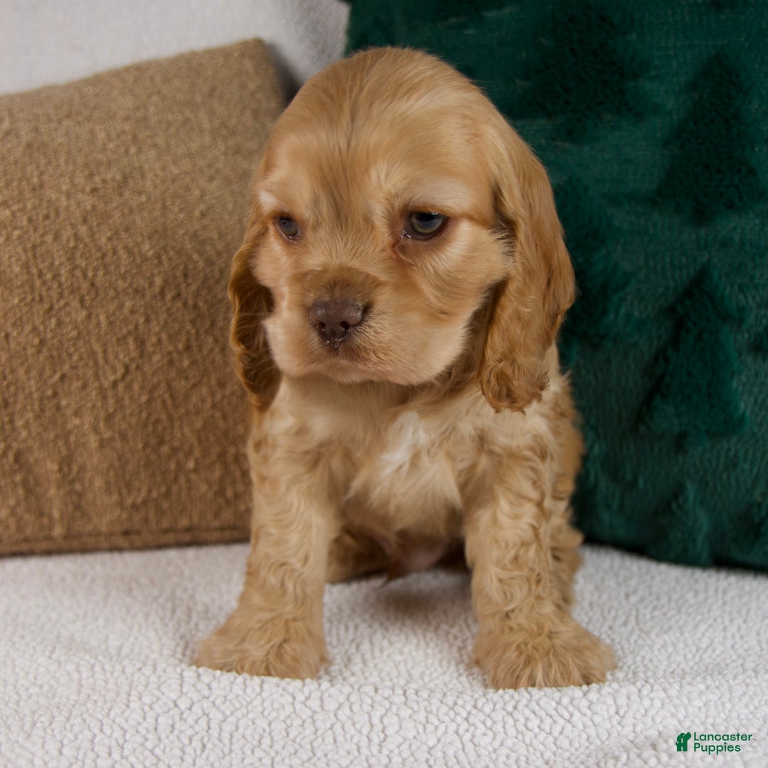 Cocker Spaniel dogs for sale: Roscoe - Ad 8