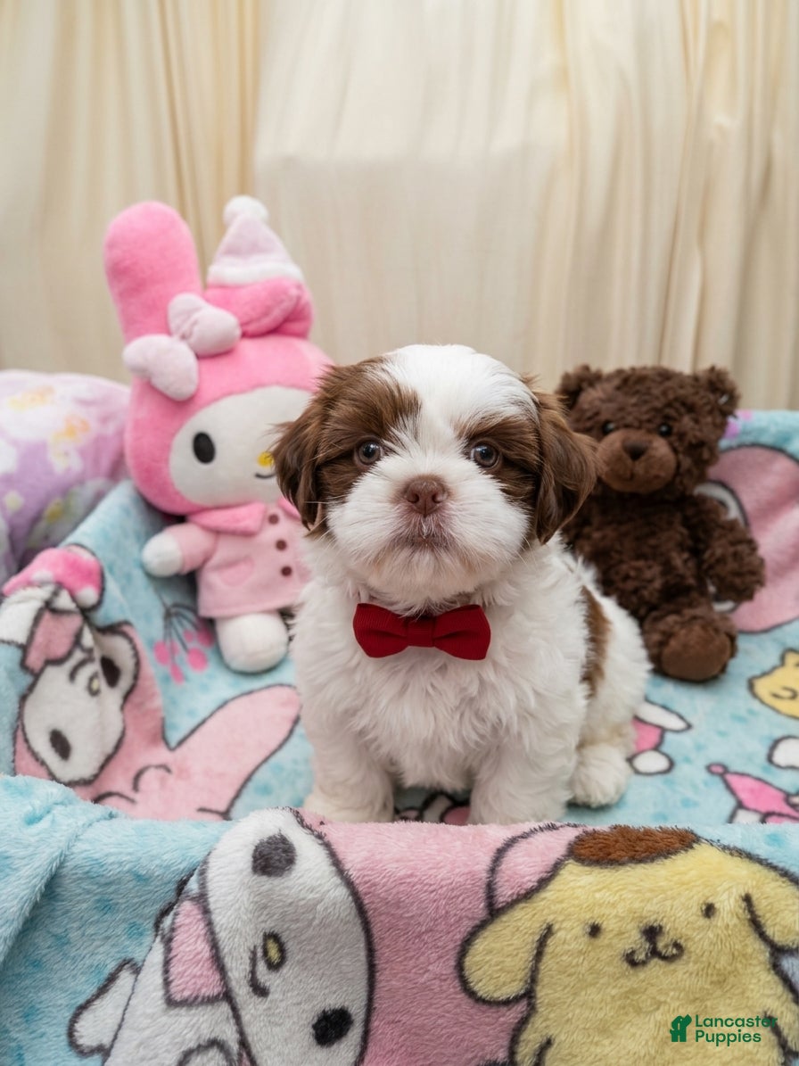 Shih Tzu dogs Little Baby Boy 💙 - Ad 2