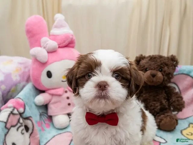 Shih Tzu dogs Little Baby Boy 💙 - Ad 2