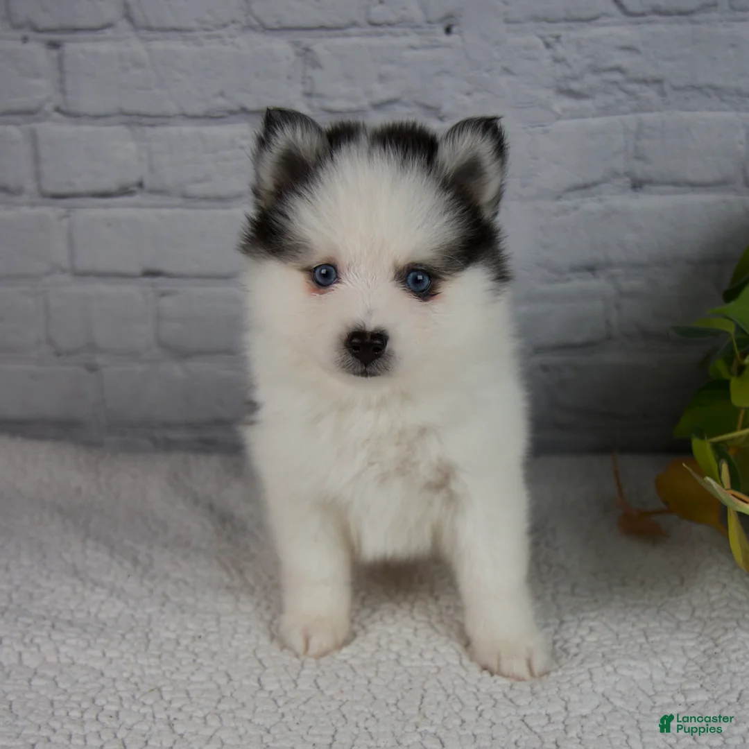 Pomsky dogs for sale: Niles - Ad 1