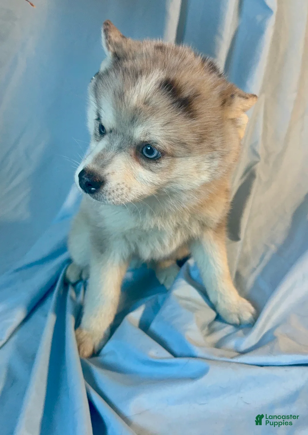 Mixed Breed dogs for sale: Brady - Merle Boy  - Ad 3