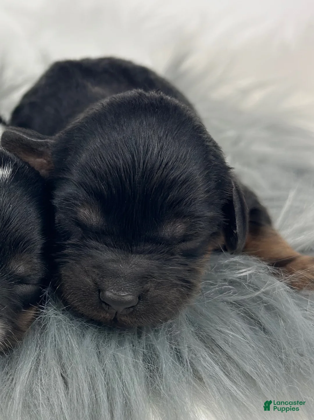 Cavapoo dogs for sale: Cooper - Ad 3