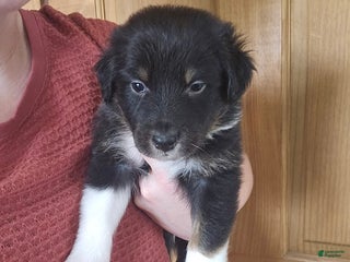 Australian Shepherd dogs Half n' Half - Ad 5