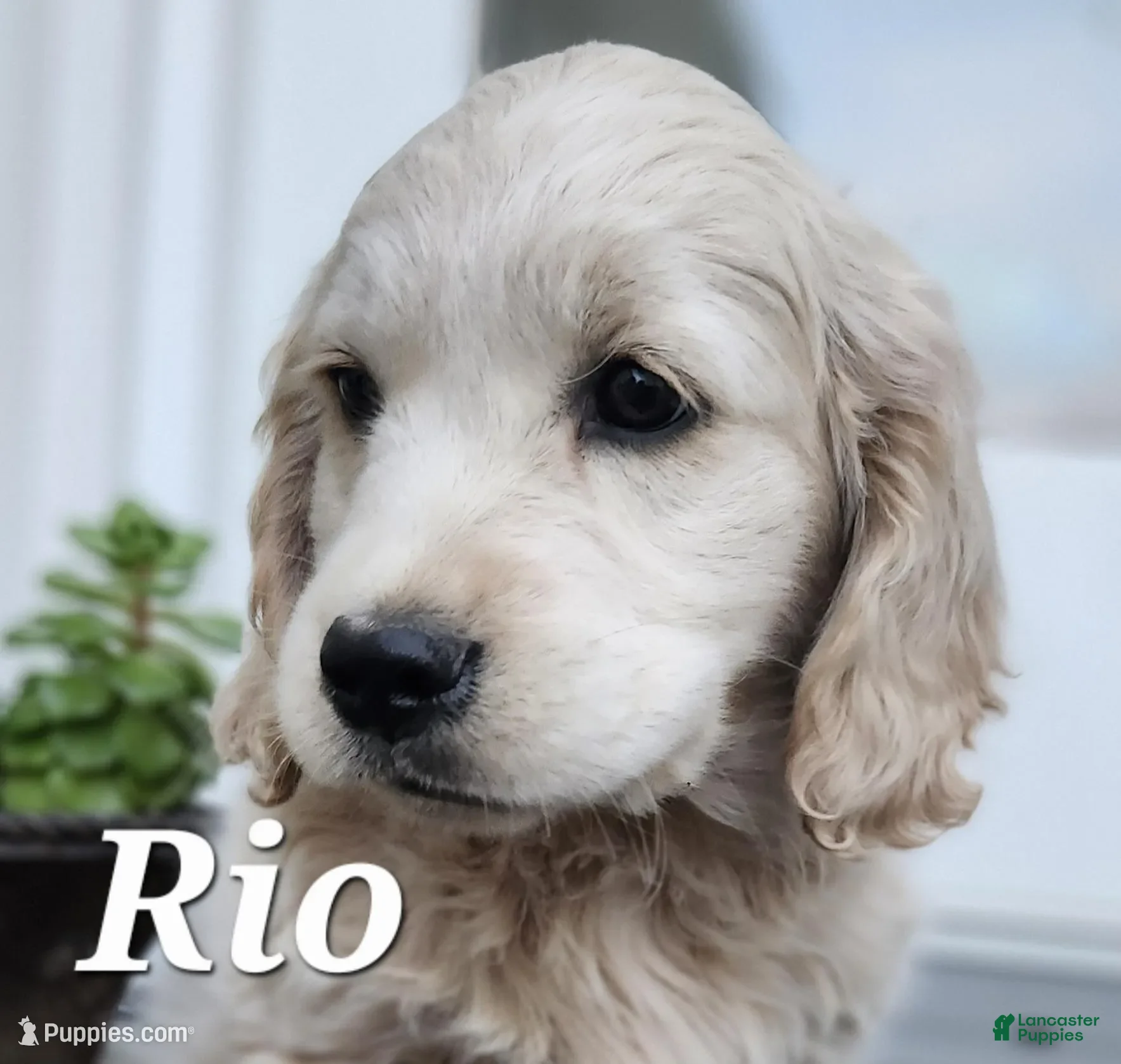 Mixed Breed dogs Rio - Ad 28