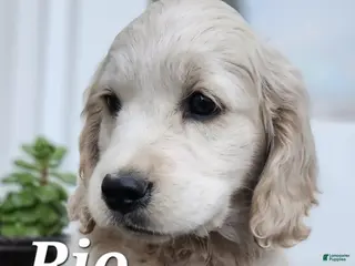 Mixed Breed dogs Rio - Ad 28