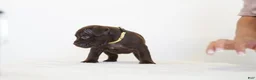 American Bully dogs for sale: American Bully 2 - Ad 1