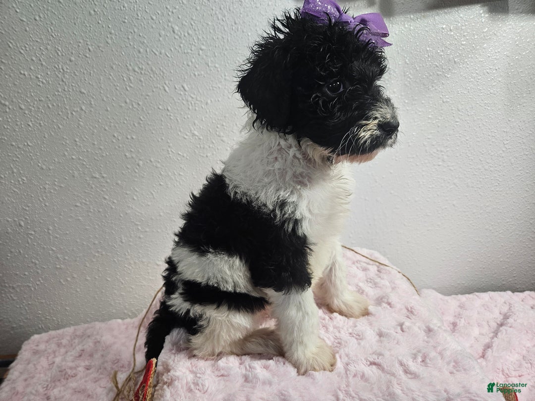 Goldendoodle dogs for sale: Kelly  - Ad 3