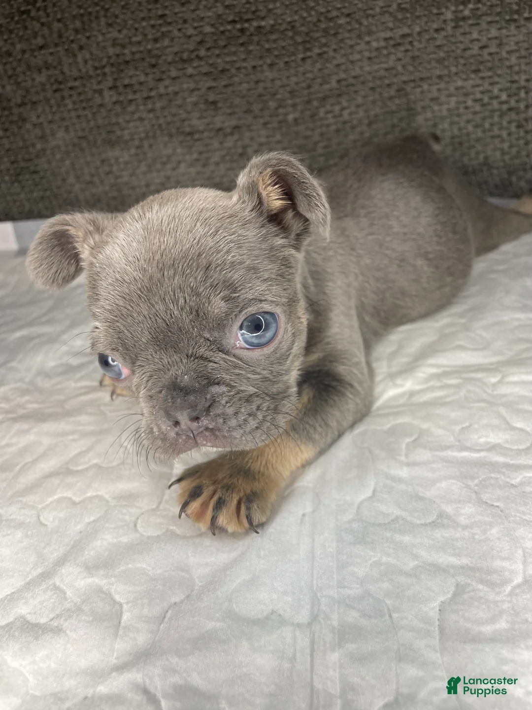 French Bulldog dogs for sale: French Bulldog Puppy 1 - Ad 1
