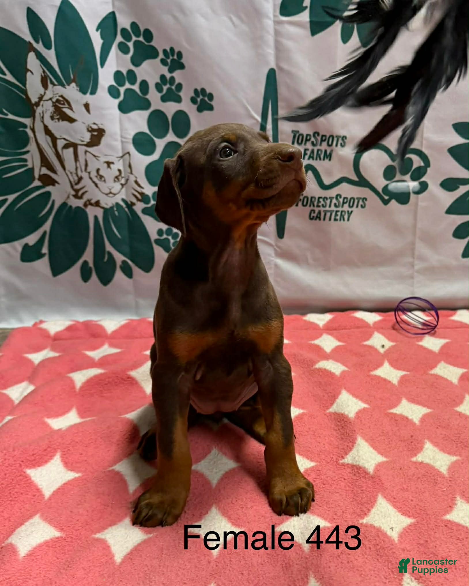 Doberman Pinscher dogs Ears Cropped - Ad 23