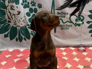 Doberman Pinscher dogs Ears Cropped - Ad 23