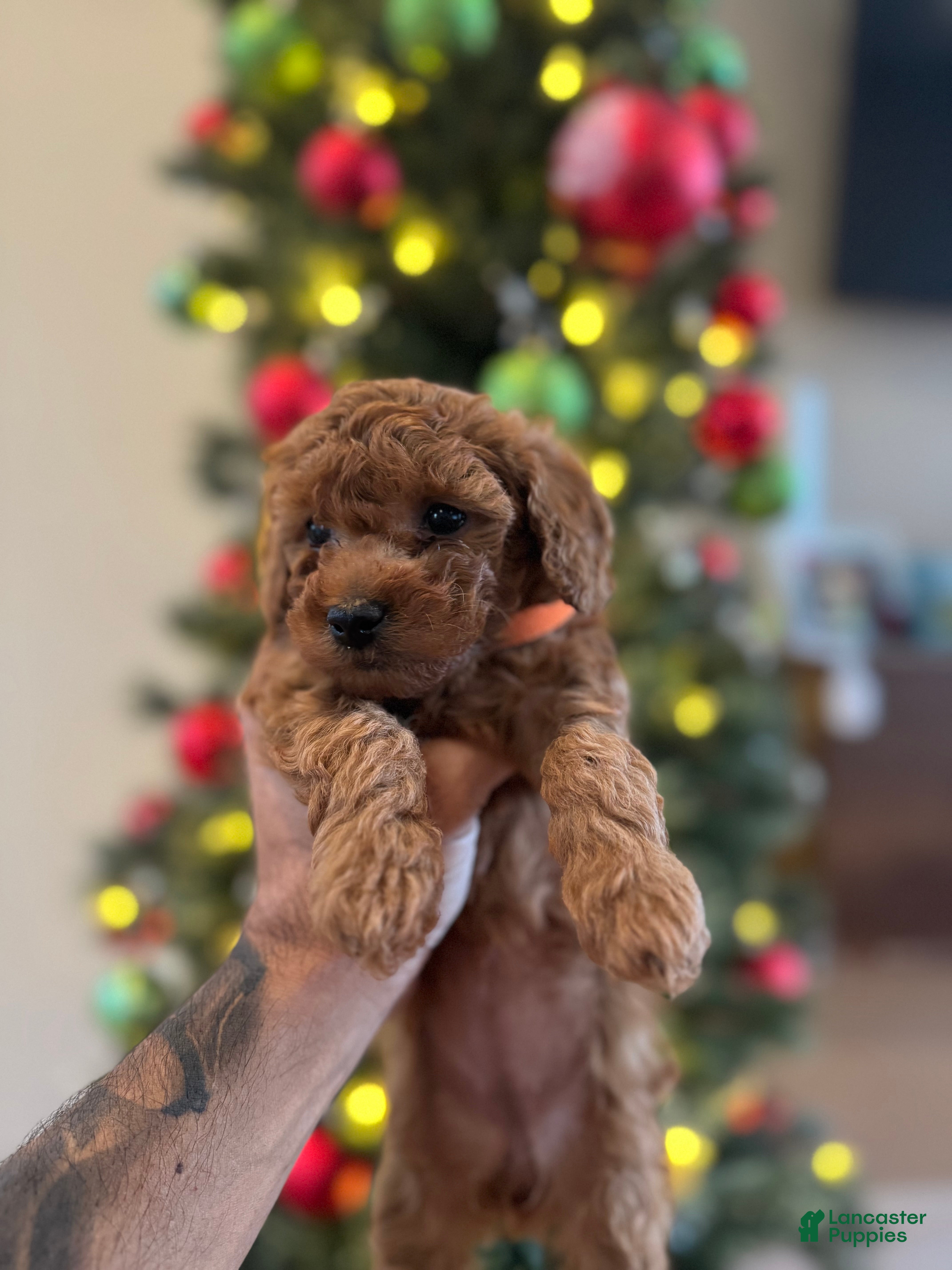 Mini Goldendoodle dogs Orange  - Ad 36