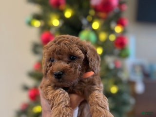 Mini Goldendoodle dogs Orange - Ad 36