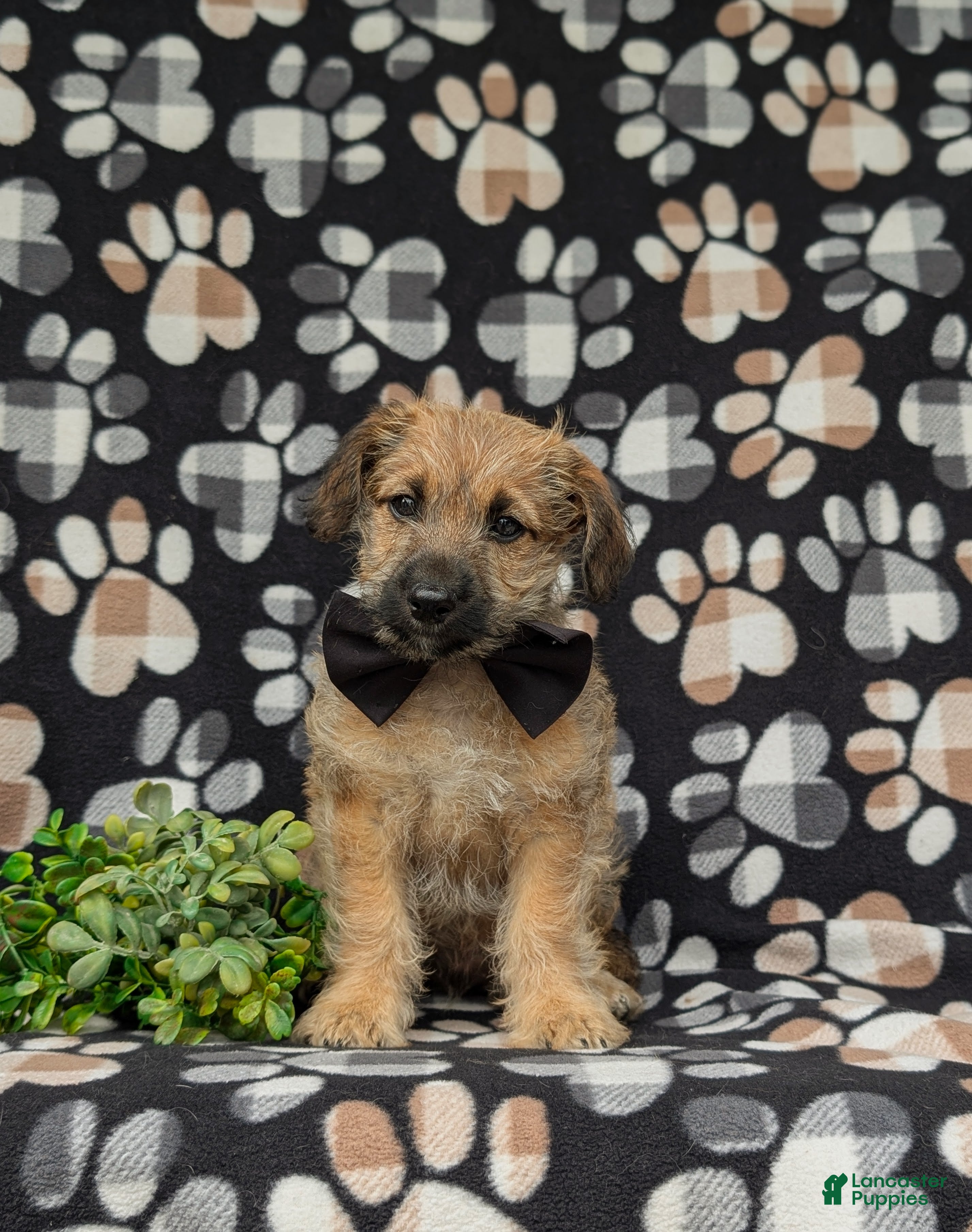 Jackapoo dogs Sebastian - Ad 2