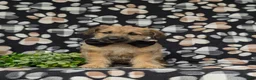 Jackapoo dogs for sale: Sebastian - Ad 2