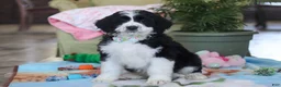 Bernedoodle dogs for sale: Ryder - Ad 2