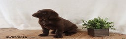 Labrador Retriever dogs for sale: Fudge - Ad 5