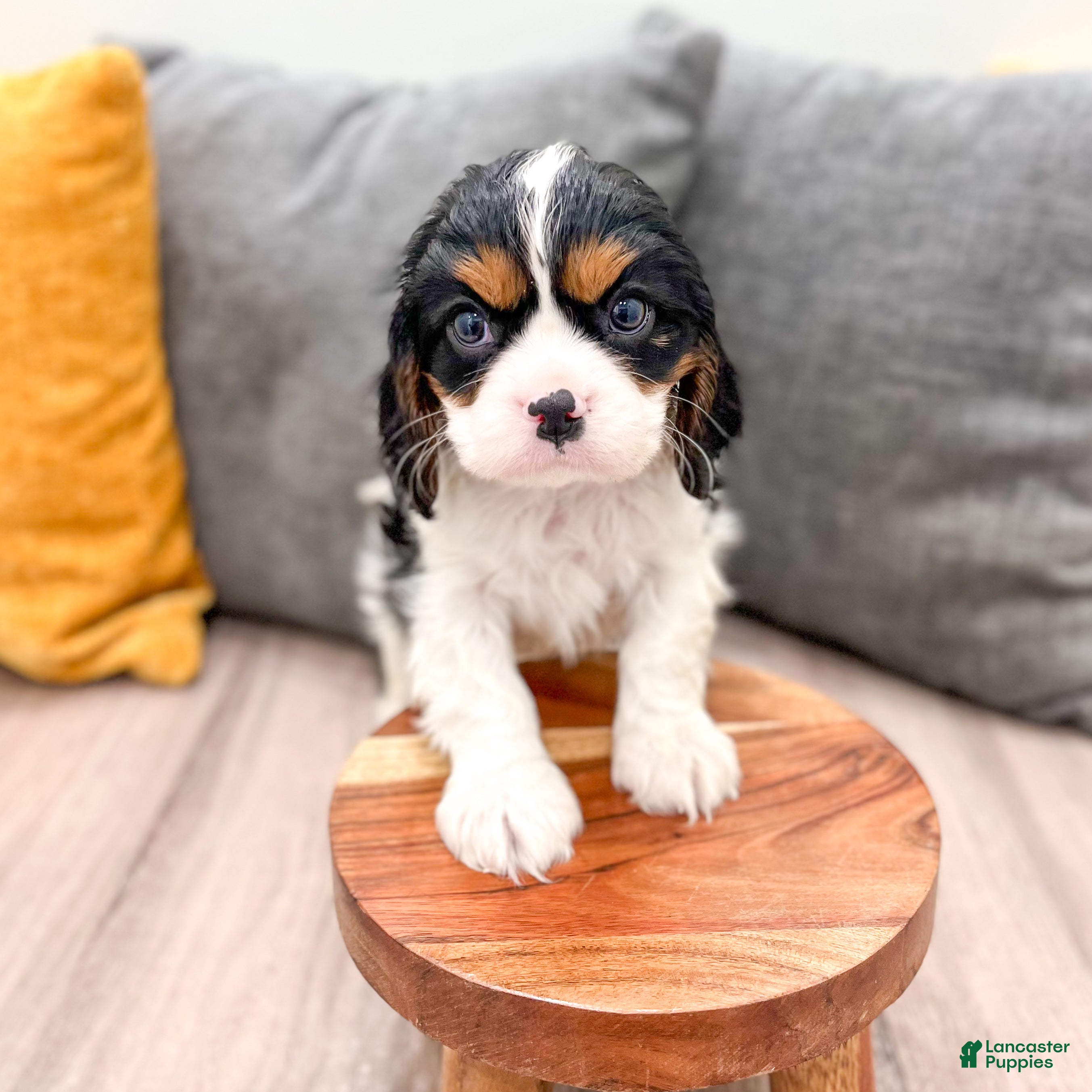 Cavalier King Charles Spaniel dogs Riley - Ad 2
