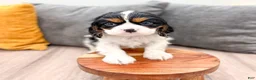 Cavalier King Charles Spaniel dogs for sale: Riley - Ad 2