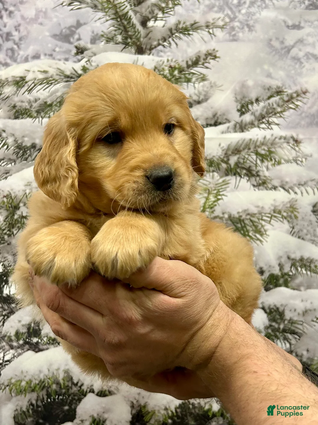 Golden Retriever dogs for sale: Clifford  - Ad 4