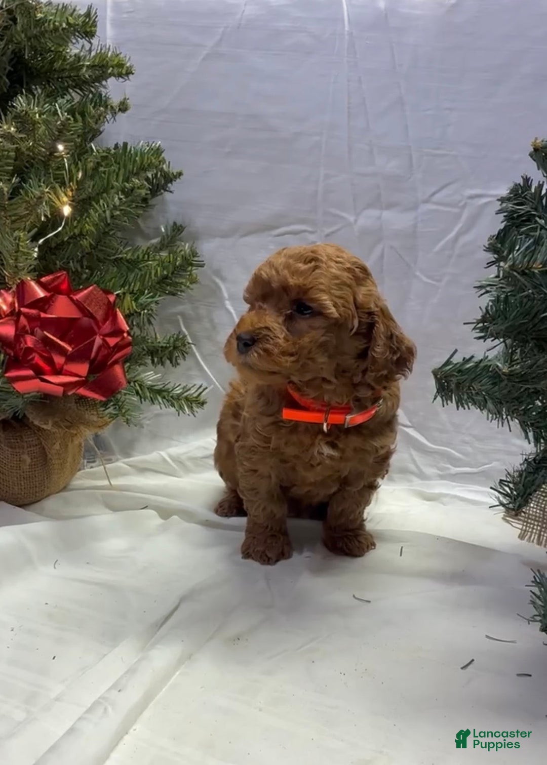 Mini Goldendoodle dogs for sale: Frosty - Ad 3