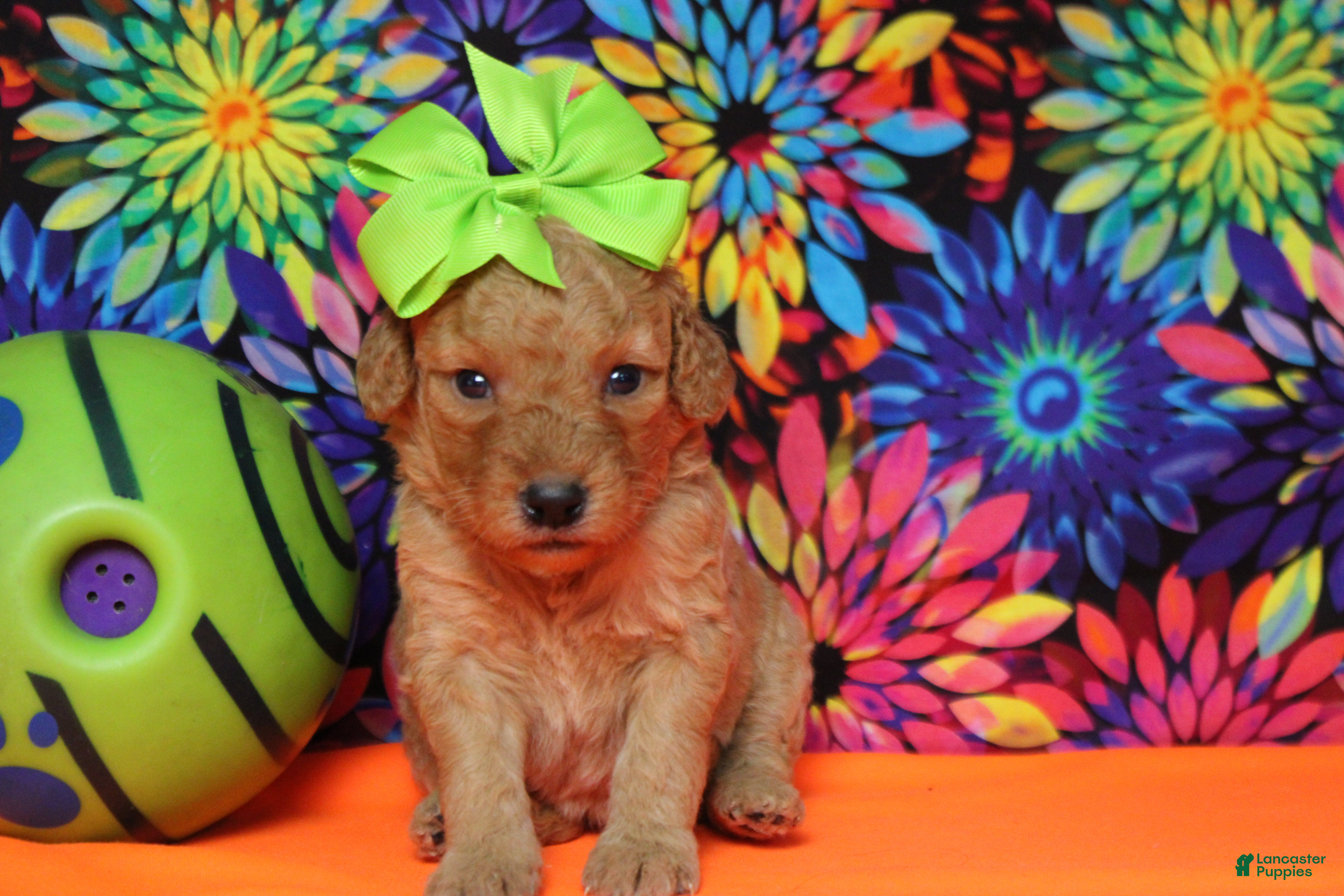 Goldendoodle dogs Pesto - Ad 16